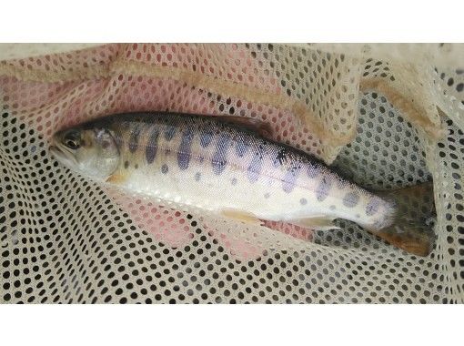 【新潟・津南】清津川の開けた渓流で【テンカラ・フィッシング体験】タックルレンタル込み! 【新潟・津南】清津川の開けた渓流で【テンカラ・フィッシング体験】タックルレンタル込み!