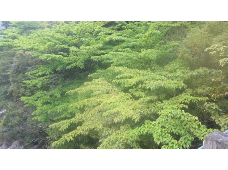 [가고시마 · 구마 게군] 대자연과의 만남 '조몬 삼나무 당일 트레킹'아라카와 등록 야마구치 ~ 조몬 삼나무 ~ 아라카와 등록 야마구치の紹介画像