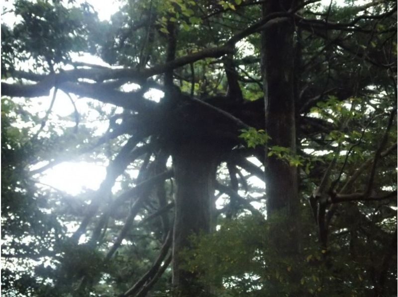 [가고시마 · 구마 게군] 대자연과의 만남 '조몬 삼나무 당일 트레킹'아라카와 등록 야마구치 ~ 조몬 삼나무 ~ 아라카와 등록 야마구치の紹介画像