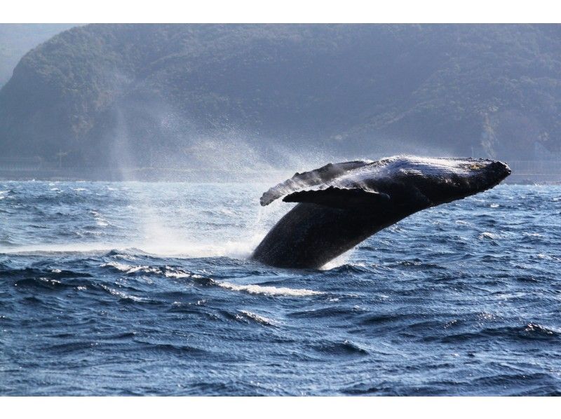 [คาโกชิมา / Amami Oshima] น่าตื่นเต้น! "ฤดูหนาวเท่านั้น" ดูฝูงปลาวาฬ (หลักสูตร 1 วัน) 10 ปีโอเคの紹介画像