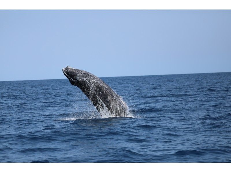 [鹿児島/ ami美大島]令人興奮！ “僅冬季”鯨魚觀賞（1天課程）10歲-還可以の紹介画像