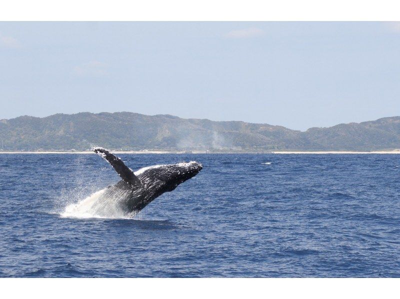 [Kagoshima / Amami Oshima] Exciting! "Winter only" Whale watching (1 day course) 10 years old-OKの紹介画像