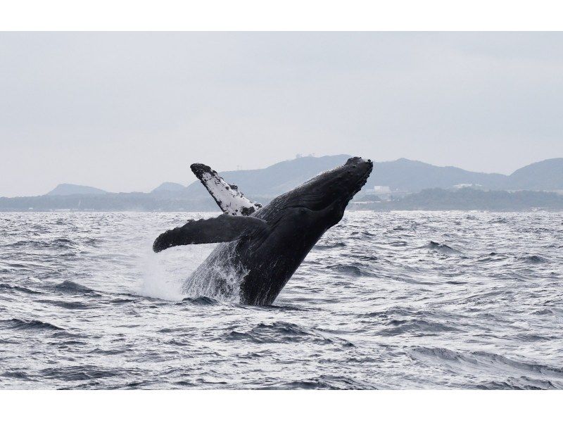 [Kagoshima / Amami Oshima] Exciting! "Winter only" Whale watching (1 day course) 10 years old-OKの紹介画像