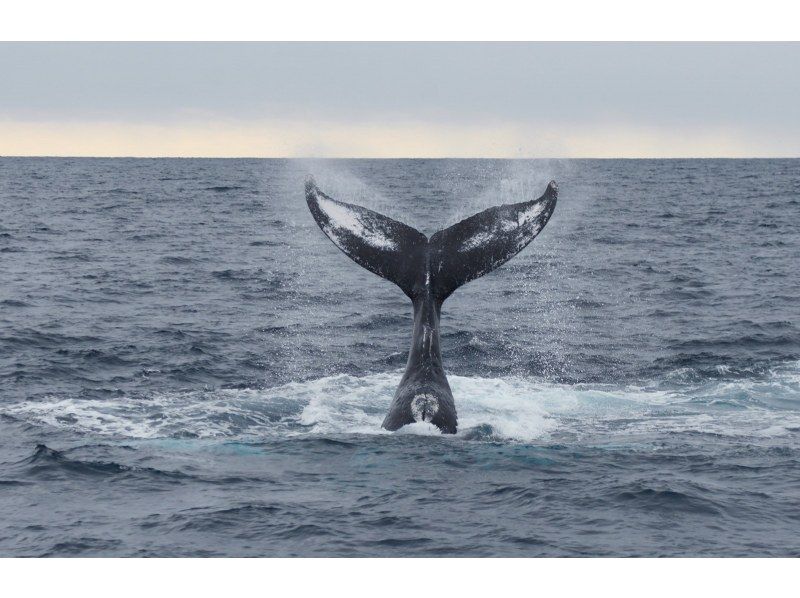 [Kagoshima / Amami Oshima] Exciting! "Winter only" Whale watching (1 day course) 10 years old-OKの紹介画像