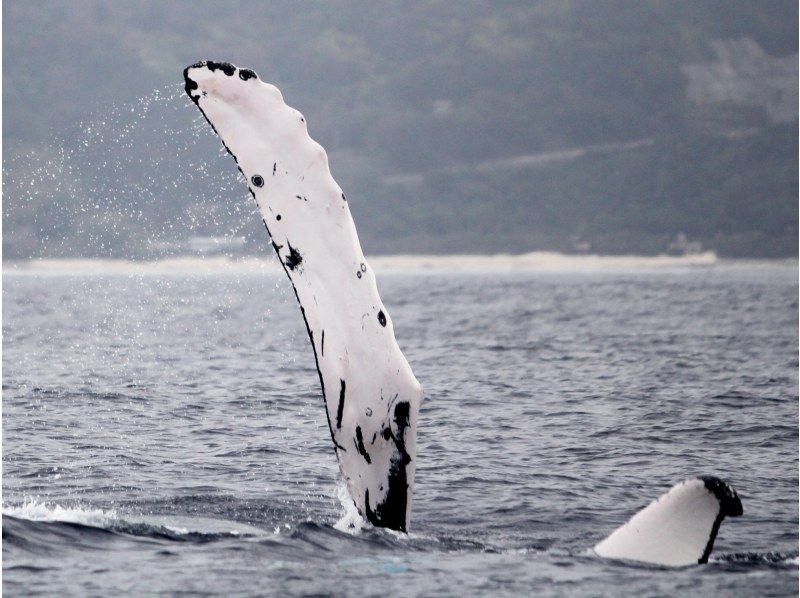 [Kagoshima / Amami Oshima] Exciting! "Winter only" Whale watching (1 day course) 10 years old-OKの紹介画像