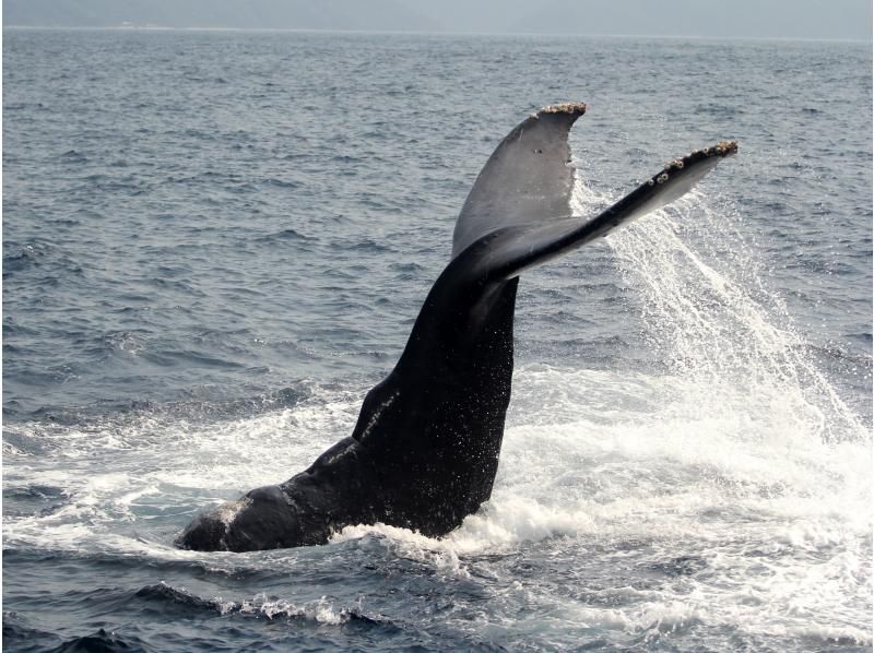 [Kagoshima / Amami Oshima] Exciting! "Winter only" Whale watching (1 day course) 10 years old-OKの紹介画像