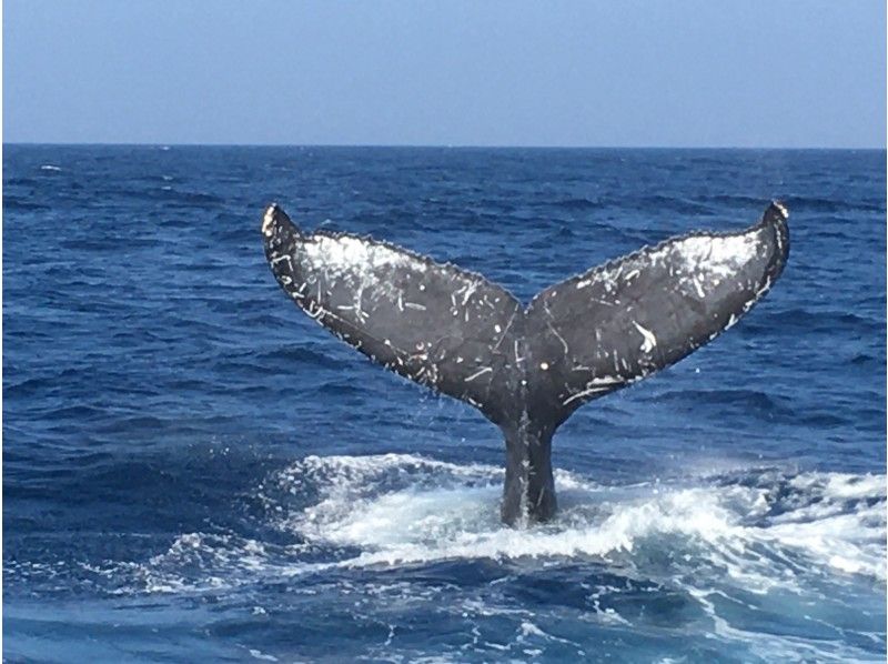 [鹿児島縣/ Am美大島]厲害！ &ldquo;僅限冬季&rdquo;鯨魚觀賞（半天課程）10歲〜參加可以の紹介画像