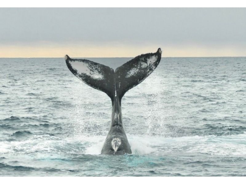 [鹿児島縣/ Am美大島]厲害！ &ldquo;僅限冬季&rdquo;鯨魚觀賞（半天課程）10歲〜參加可以の紹介画像