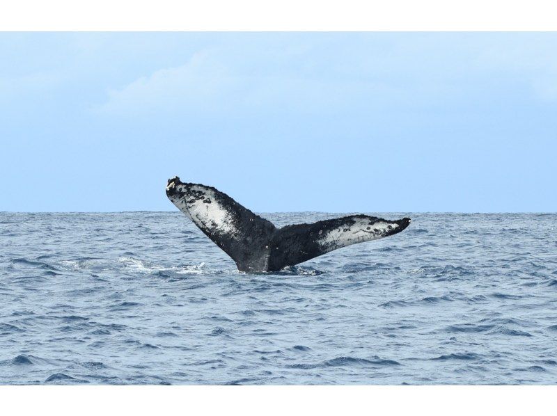 [鹿児島縣/ Am美大島]厲害！ &ldquo;僅限冬季&rdquo;鯨魚觀賞（半天課程）10歲〜參加可以の紹介画像