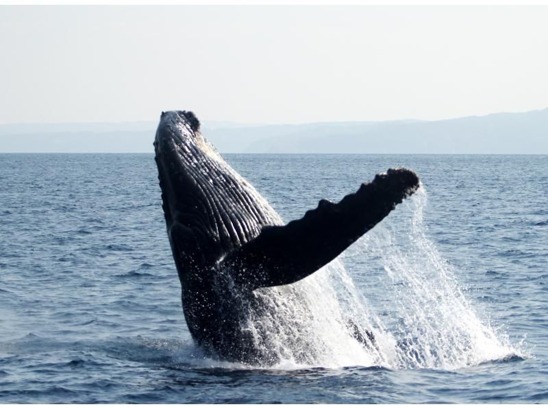[鹿児島縣/ Am美大島]厲害！ &ldquo;僅限冬季&rdquo;鯨魚觀賞（半天課程）10歲〜參加可以の紹介画像