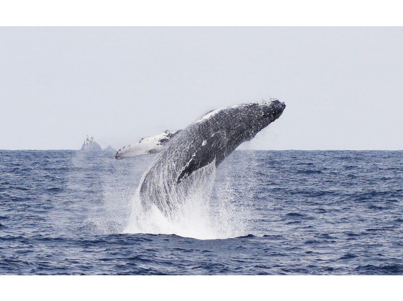 [鹿児島縣/ Am美大島]厲害！ &ldquo;僅限冬季&rdquo;鯨魚觀賞（半天課程）10歲〜參加可以の紹介画像