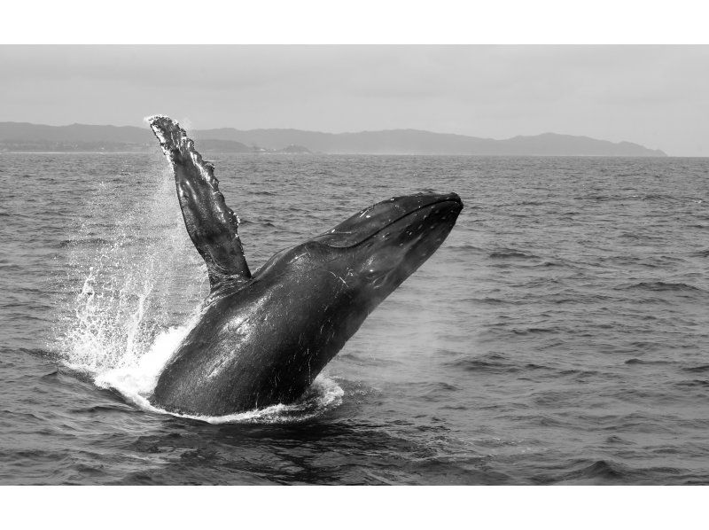 [鹿児島縣/ Am美大島]厲害！ &ldquo;僅限冬季&rdquo;鯨魚觀賞（半天課程）10歲〜參加可以の紹介画像