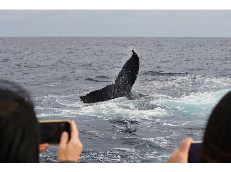 [鹿児島縣/ Am美大島]厲害！ &ldquo;僅限冬季&rdquo;鯨魚觀賞（半天課程）10歲〜參加可以の紹介画像