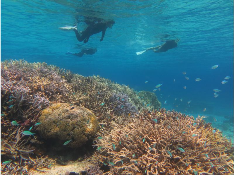 【鹿児島・奄美大島】「ボートシュノーケル」撮影した写真はその場でプレゼント！（シャワー・更衣室・タオル完備）の紹介画像