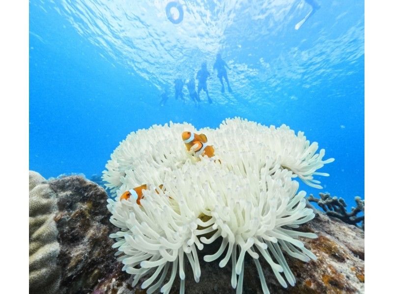 【鹿児島・奄美大島】「ボートシュノーケル」撮影した写真はその場でプレゼント!(シャワー・更衣室・タオル完備)の紹介画像