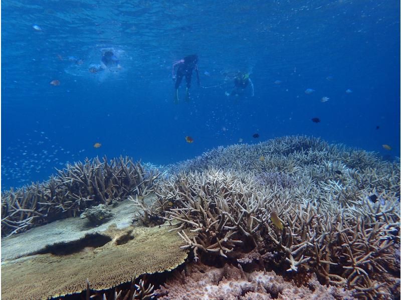 【鹿児島・奄美大島】「ボートシュノーケル」撮影した写真はその場でプレゼント！（シャワー・更衣室・タオル完備）の紹介画像