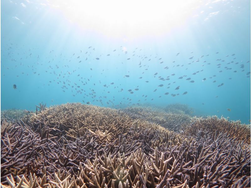 【鹿児島・奄美大島】「ボートシュノーケル」撮影した写真はその場でプレゼント！（シャワー・更衣室・タオル完備）の紹介画像