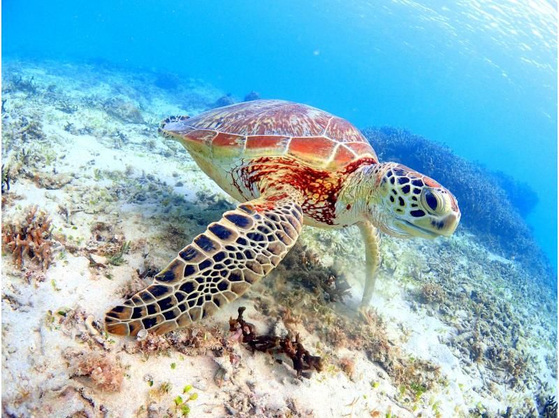 【鹿児島県・奄美大島】「ウミガメと泳ぐビーチシュノーケル」撮影した写真はその場でプレゼント！（シャワー・更衣室・タオル完備）の紹介画像