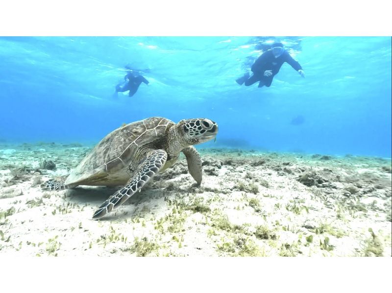 【鹿児島県・奄美大島】「ウミガメと泳ぐビーチシュノーケル」撮影した写真はその場でプレゼント！（シャワー・更衣室・タオル完備）の紹介画像