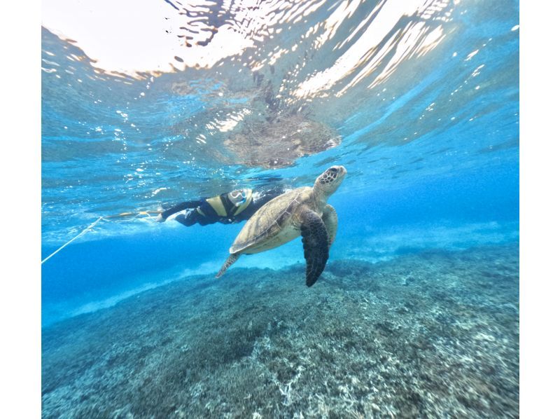 【鹿児島県・奄美大島】「ウミガメと泳ぐビーチシュノーケル」撮影した写真はその場でプレゼント！（シャワー・更衣室・タオル完備）の紹介画像