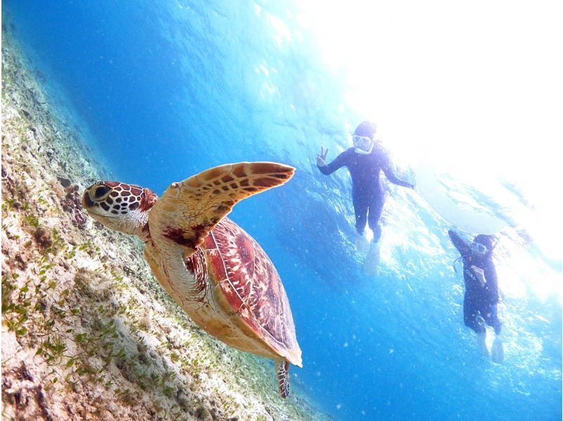【鹿児島県・奄美大島】「ウミガメと泳ぐビーチシュノーケル」撮影した写真はその場でプレゼント！（シャワー・更衣室・タオル完備）の紹介画像