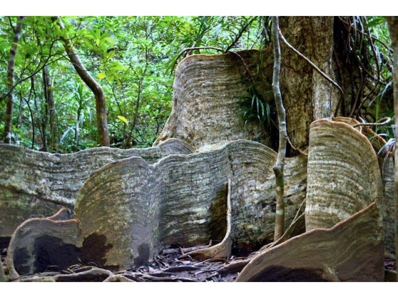 [If you get lost, this is it! ! 】 Pinaisara Falls & Yubu Island Buffalo Car Sightseeing Greedy 1-Day Tour Mangrove Canoe with Jungle Trekking!の紹介画像