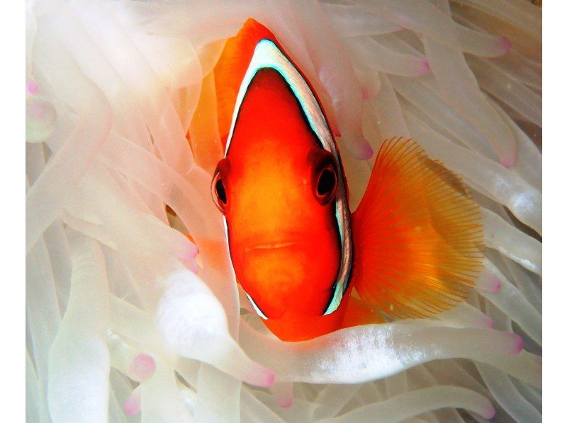 【鹿児島県・奄美大島】ビーチ体験ダイビング【水中写真付】の紹介画像