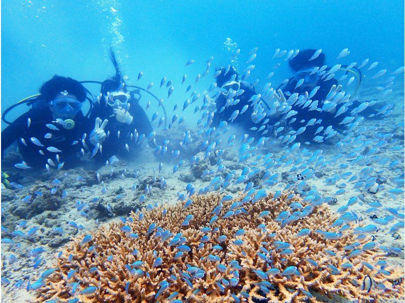 【鹿児島県・奄美大島】ビーチ体験ダイビング【水中写真付】の紹介画像