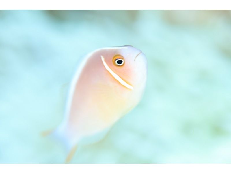 【鹿児島県・奄美大島】ビーチ体験ダイビング【水中写真付】の紹介画像