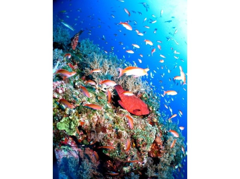 [沖縄-慶良間諸島】潛水世界中喀拉拉海的風扇深潛【2艘船】の紹介画像