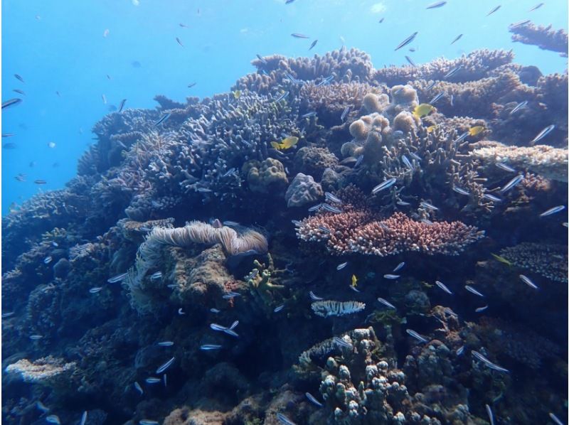 [โอกินาว่า・ เกาะมินจิจิ] การล่องเรือในทะเลการดำน้ำตื้น(Snorkeling)(แผน D)の紹介画像