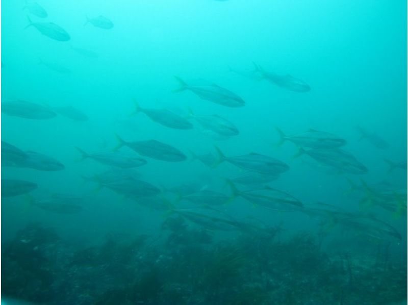 [Shimane Izumo] trying to get a license! Diving School [C] cardの紹介画像