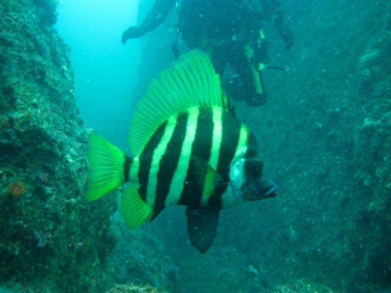ทัวร์ดำน้ำโดยผู้ประกอบการจากทตโตริ "Diving Station AQUA-KOUBOU"