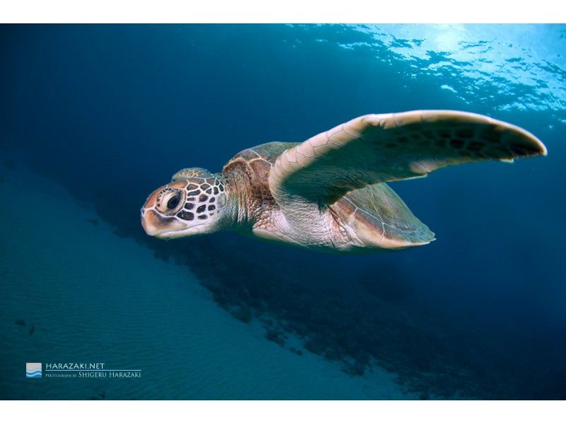 【屋久島 体験ダイビング】じっくり自然観察で、世界遺産の海を満喫！2ダイブコースの紹介画像