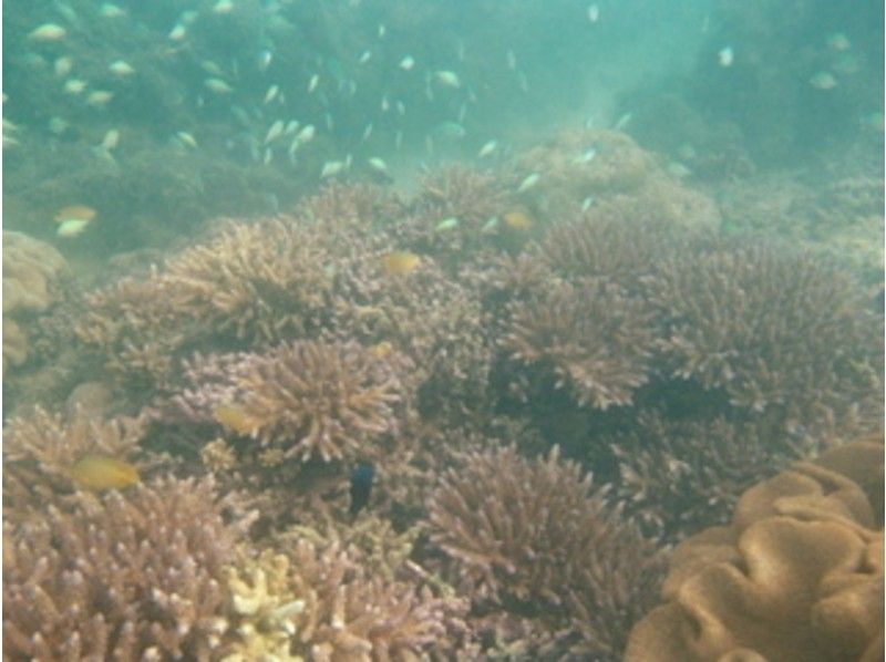 【沖縄・宜野湾】珊瑚や沈船が見れる！ 宜野湾沖体験ダイビング＆スノーケルの紹介画像