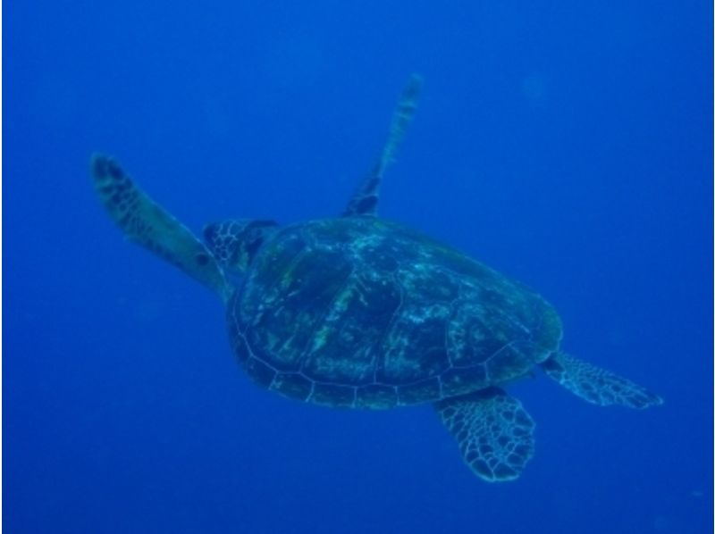 [鹿児島-屋久島窺視清澈的大海！浮潛（半天課程）の紹介画像