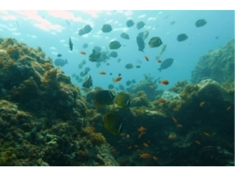 [คาโกชิมา-ยูกุชิมะมองลงไปในทะเล!การดำน้ำตื้น(Snorkeling)(หลักสูตรครึ่งวัน)の紹介画像