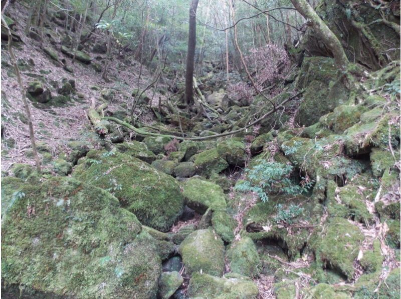 [จังหวัด คาโกชิมา มะ, Kumage County] Shiratani Unsuikyo เดินป่า "Moss Forest Course" แนะนำสำหรับผู้เริ่มต้น! (ไป - กลับประมาณ 4 กม.)の紹介画像