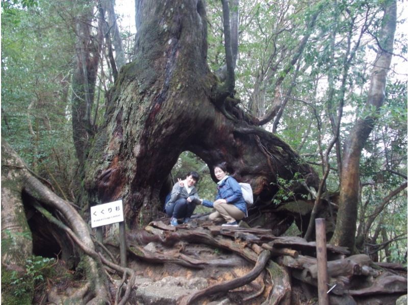 [จังหวัด คาโกชิมา มะ, Kumage County] Shiratani Unsuikyo เดินป่า "Moss Forest Course" แนะนำสำหรับผู้เริ่มต้น! (ไป - กลับประมาณ 4 กม.)の紹介画像