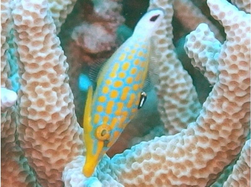 [โอกินาว่า・ อ่าวจีโนะ】ว่ายน้ำกับปลาแซลมอนและปลาเขตร้อน ประสบการณ์นอกชายฝั่ง Ginowan ดำน้ำดูปะการังの紹介画像
