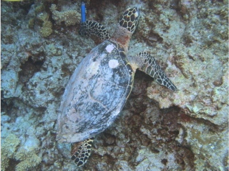 [Okinawa Ginowan] swim with coral and tropical fish! Ginowan offshore experience snorkelingの紹介画像
