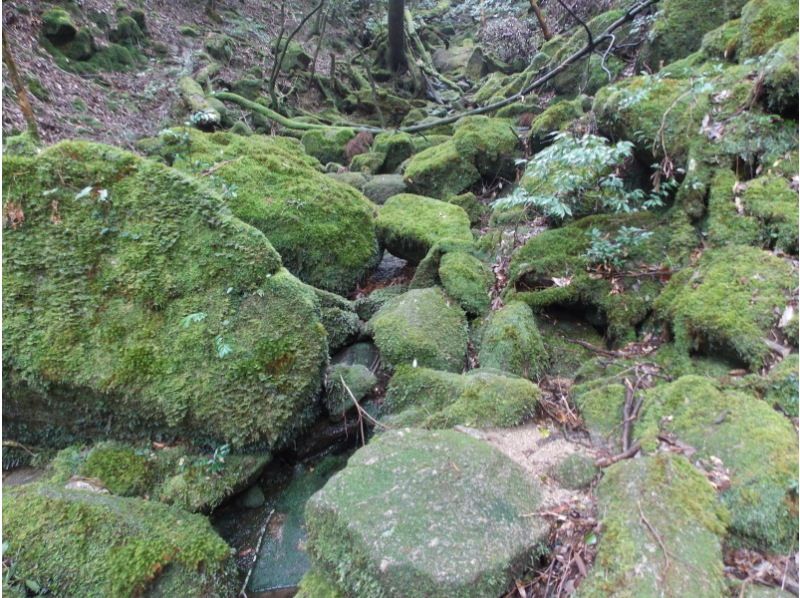 【鹿児島県･熊毛郡】 苔むす森「太鼓岩トレッキングコース」初心者～中級者向け！（往復約６ｋｍ）の紹介画像