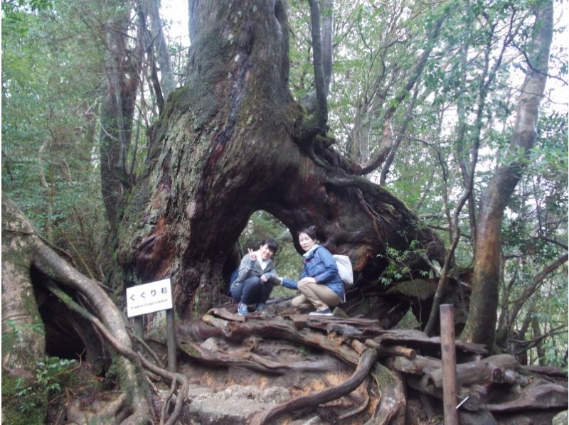 【鹿児島県･熊毛郡】 苔むす森「太鼓岩トレッキングコース」初心者～中級者向け！（往復約６ｋｍ）の紹介画像