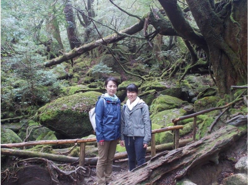 [จังหวัด คาโกชิมา มะ, Kumage District] Mossy Forest "Taikoiwa Trekking Course" สำหรับผู้เริ่มต้นจนถึงระดับกลาง! (ไปกลับประมาณ 6km)の紹介画像