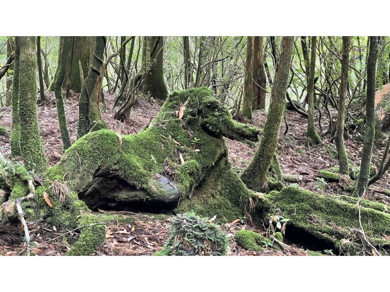 【鹿児島県･熊毛郡】 苔むす森「太鼓岩トレッキングコース」初心者～中級者向け！（往復約６ｋｍ）の紹介画像