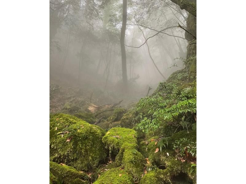 【鹿児島県･熊毛郡】 苔むす森「太鼓岩トレッキングコース」初心者～中級者向け！（往復約６ｋｍ）の紹介画像