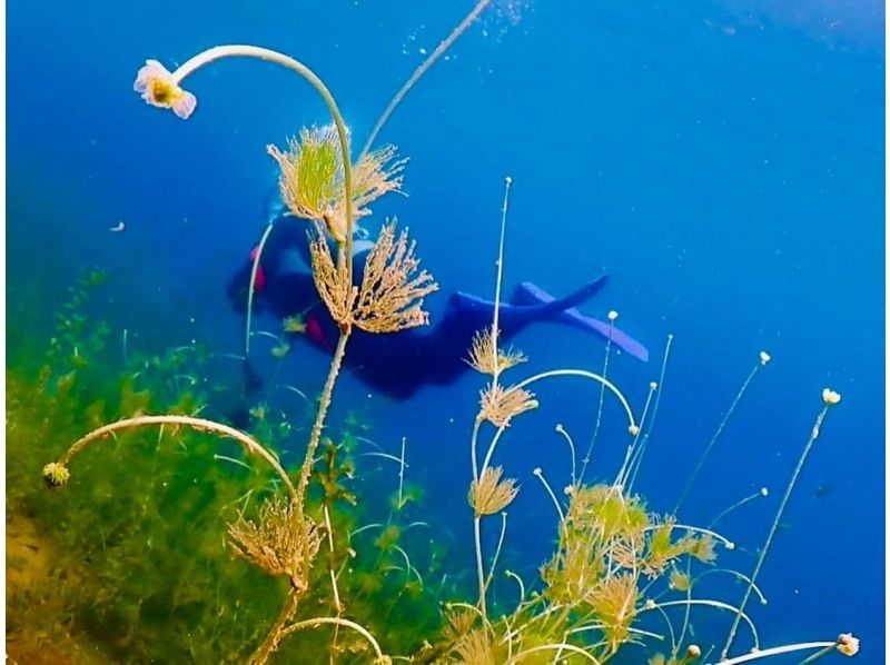 Hokkaido Lake Shikotsu Diving ・ Departs from 1 person. 2DIVE in the morning (2DIVE from the afternoon is also possible) 4 / 29-11 / 6 Held for a limited timeの紹介画像