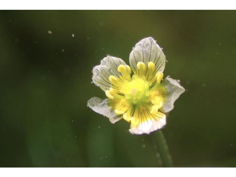 ฮอกไกโดทะเลสาบชิโกะสึดำน้ำ ・ ออกเดินทางจาก 1 คน 2DIVE ในตอนเช้า (2DIVE ตั้งแต่บ่ายก็ได้) 4 / 29-11 / 6 จัดขึ้นในช่วงเวลาจำกัดの紹介画像