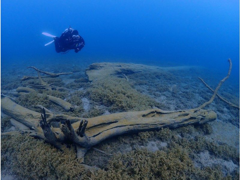 Hokkaido Lake Shikotsu Diving ・ Departs from 1 person. 2DIVE in the morning (2DIVE from the afternoon is also possible) 4 / 29-11 / 6 Held for a limited timeの紹介画像