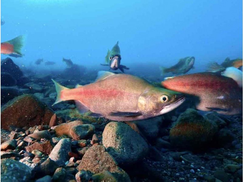 Hokkaido Lake Shikotsu Diving ・ Departs from 1 person. 2DIVE in the morning (2DIVE from the afternoon is also possible) 4 / 29-11 / 6 Held for a limited timeの紹介画像